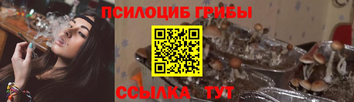 Псилоцибиновые грибы Psilocybe  Вход с VPN  Псилоцибиновые грибы прущие грибы  Гатчина 